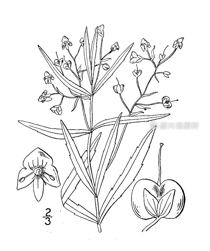 古董植物学植物插图:维罗妮卡scutellata, Marsh Speedwell